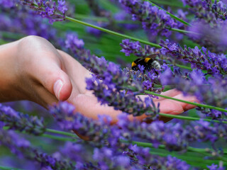 Bumblebee in lavender flying on the open hand of a human - obrazy, fototapety, plakaty