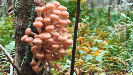 Honey mushrooms (Armillaria mellea) grow on trees in the forest in autumn. Armillaria is small. Autumn edible mushrooms. Beautiful forest mushrooms in the autumn forest. Karelia