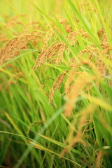 島根県松江市で米が実る秋の田園風景