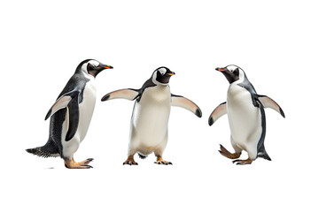 Cute Penguins on a white background studio shot PNG - obrazy, fototapety, plakaty