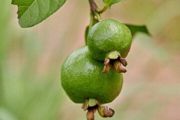 Fresh guava fruit on tree branch

