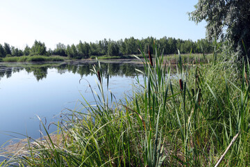 reeds growing along the shore of the lake and the reflection of trees in the water on a sunny summer day
