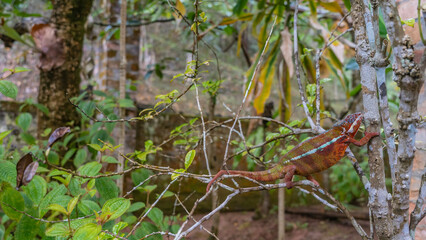 Obraz premium A bright red-orange panther chameleon Furcifer Pardalis climbs a tree. It holds onto the trunk and branches with its paws. Side view. Madagascar. Kennel reptiles Peyriyar