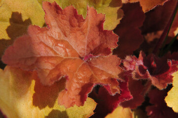 Garden Beauty - A Look into the Colours and Textures Nature Can Provide in Our Own Backyard!