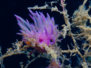 Purple marine creature feeding on orange hydroids