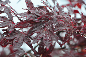 The Beauty of Rain Touched Garden! 
