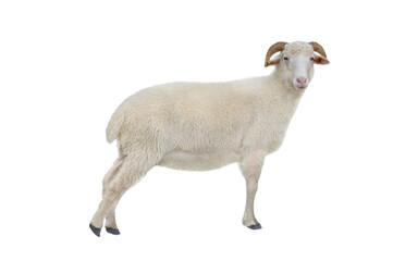 sheep isolated on white background