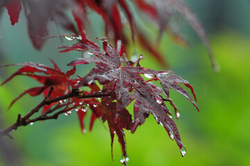 drops of dew on a branch of a tree