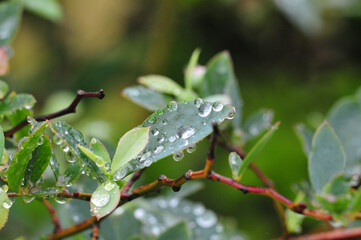 The Beauty of Rain Touched Garden! 