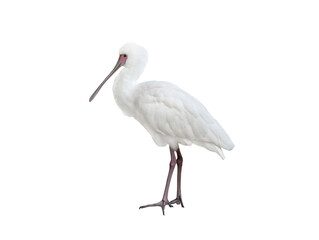 common spoonbill isolated on white background - obrazy, fototapety, plakaty