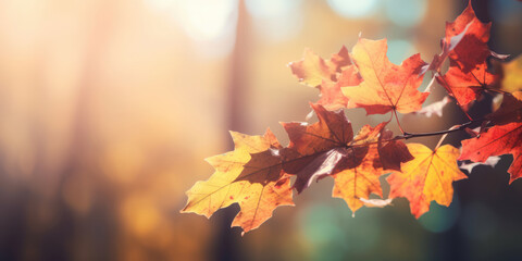 Naklejka na ściany i meble Autumn Leaves Background. Autumn Maple Leaves in the sun