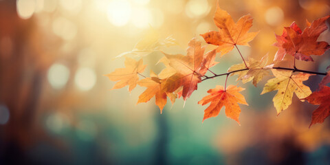 Naklejka na ściany i meble Autumn Leaves in the sun. Autumn Maple Leaves Background