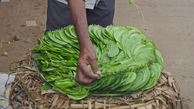 Closeup of a vendor counting and packing piper betle or betel leaves for customer