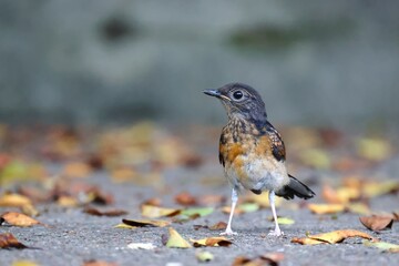 White-rumped Shama (Copsychus malabaricus) bird, possibly a juvenile, standing on a ground covered in fallen leaves