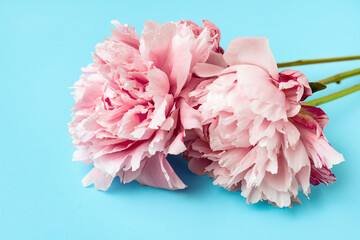 Blooming peony flowers on blue background