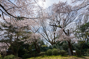 Fototapeta na wymiar 桜が満開の七尾市の小丸山城址公園