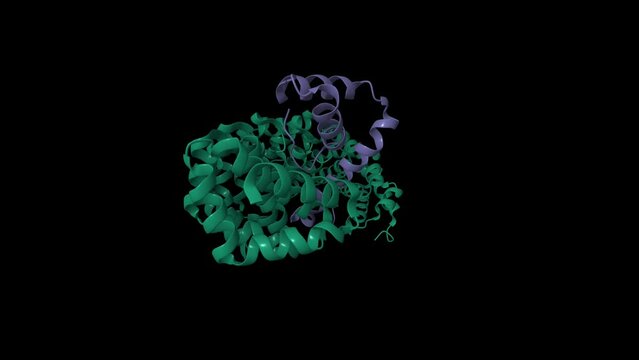 Transcription factor SOX2 (purple) bound to importin-alpha 3 (green). Animated 3D cartoon and Gaussian surface models, PDB 6wx8, black background