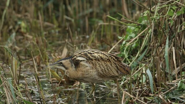 A rare hunting Bittern, Botaurus stellaris, searching for food in a reedbed at the edge of a lake. It catches a small  fish and eats it.