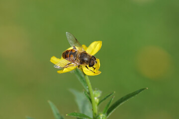 Male hoverfly, common drone fly (Eristalis tenax), family Syrphidae on a yellow flower of a meadow buttercup (Ranunculus acris), family Ranunculaceae. Dutch garden. Netherlands, September