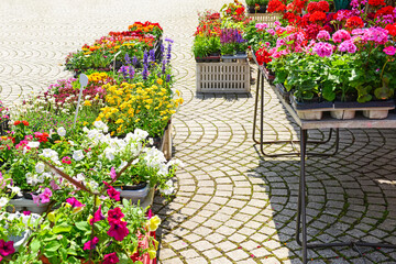 Pots with beautiful flowers on street market