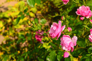 Pink roses blooming on sunny day, closeup