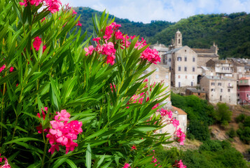 Fototapeta na wymiar Oleander Blooming outside the Beautiful Village of Vescovato, Corsica