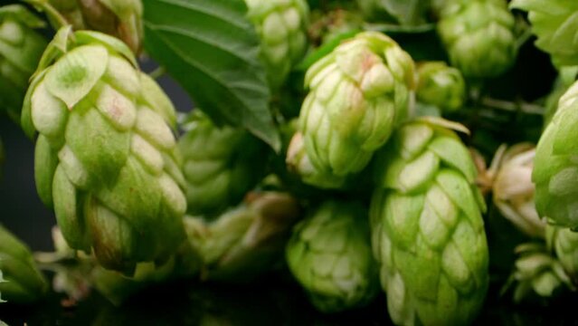 Studio-lit macro shot displaying hop cones' texture and allure.