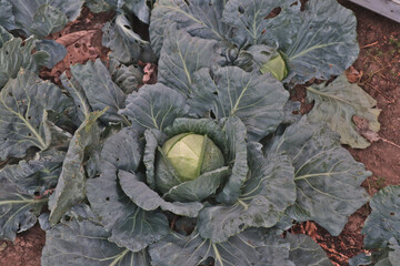 cabbage in the garden