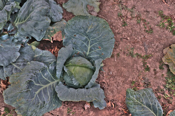 cabbage in a garden rural area