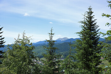 Mountain landscape with fir trees in Carpathians, Ukraine