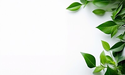 Green Leaves With A White Background And Copy Space