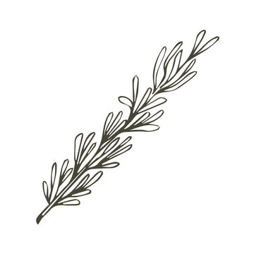 Olive branch. Vector illustration. A hand-drawn textural branch, graphic leaves on a white background.