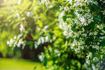 Jasmine blossom branch in the garden in spring
