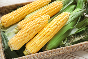 Wicker basket with fresh corn cobs on white wooden table, closeup