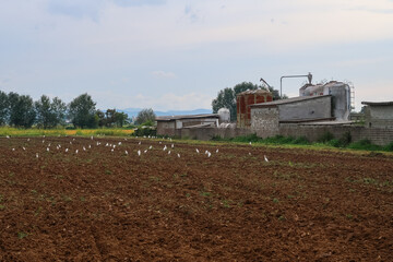 Fototapeta premium Po Valley Italy panorama landscape fields crops corn wheat soy agriculture