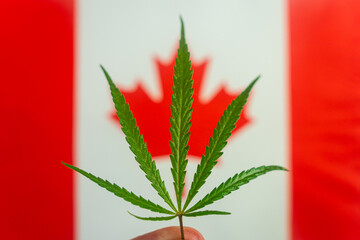 hemp leaf on background of the canadian flag. Concept of legalization and changes in legislation...