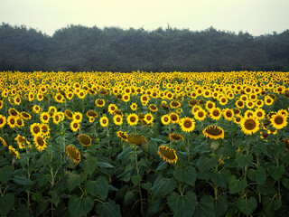 natural, floral, sun, agriculture, growth, background, green, field, blossom, sunflower, bright,...