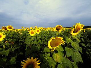 natural, floral, sun, agriculture, growth, background, green, field, blossom, sunflower, bright,...