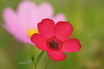 Zarte Bl&uuml;ten in rot und pink