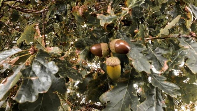 Detailed Macro Shot of European Oak Leaf and Acorn