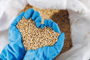 Ingredients for beer at factory. Top view worker holds in blue gloves wheat or barley in hands, in warehouse of brewery industry