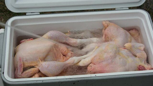 Pouring water over freshly butchered and plucked broiler or chickens stored in cooler submerging it with water.