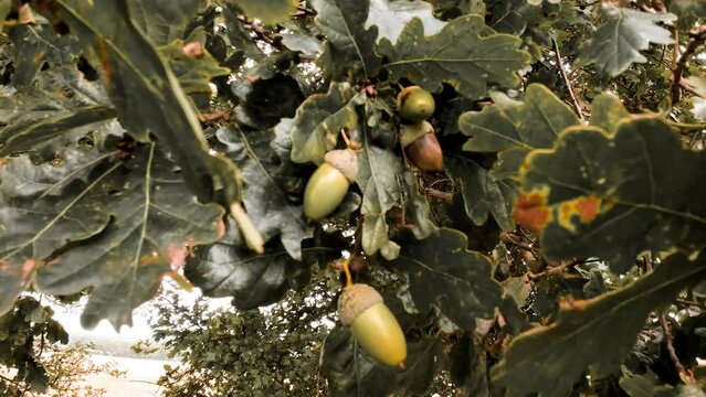 Detailed Macro Shot of European Oak Leaf and Acorn