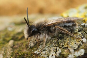 Closeup on a white fluffy male of the endangered Dawn mining bee, Andrena nycthemera on a lichen...