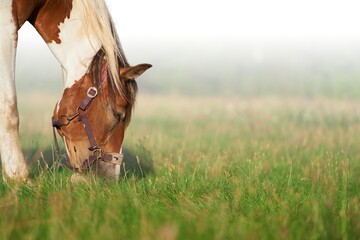 Portrait of a horse, brown horse. Close-Up Portrait of a Brown Foal Grazing in Nature