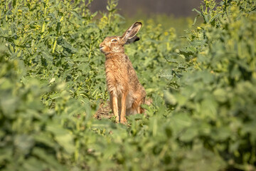 rabbit in the grass