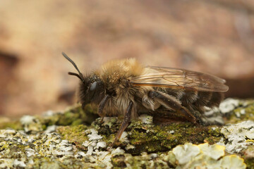 Closeup on a white fluffy female of the endangered Dawn mining bee, Andrena nycthemera on a lichen covered wood