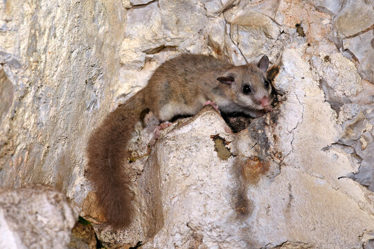 Siebenschl&auml;fer // Edible dormouse (Glis glis)