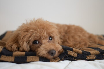 かわいいトイプードル