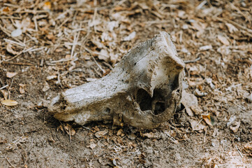 An old dead animal skull, bone, skeleton, jaw from the head lies on the ground.